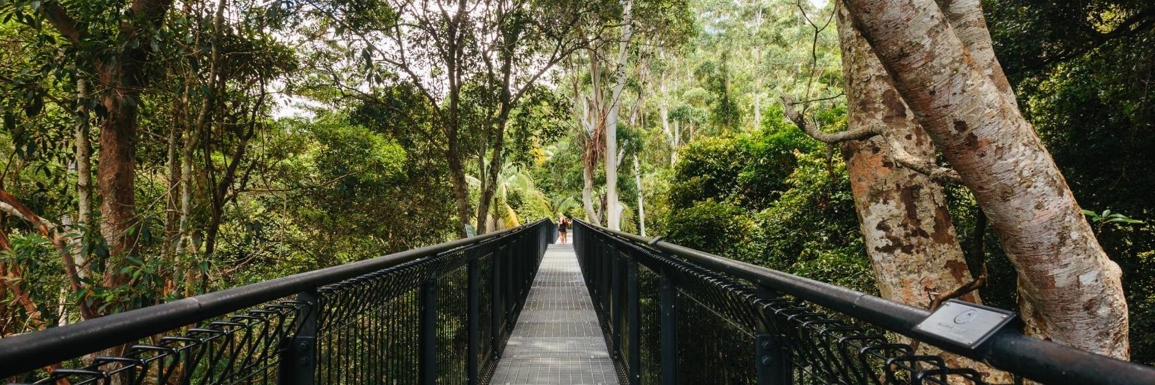 Tamborine Rainforest Skywalk