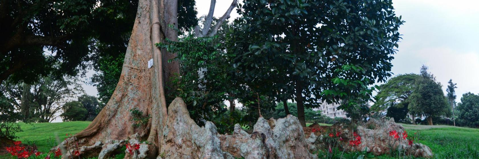 Botanischer Garten von Entebbe