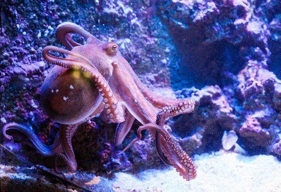 Aquarium van Antalya