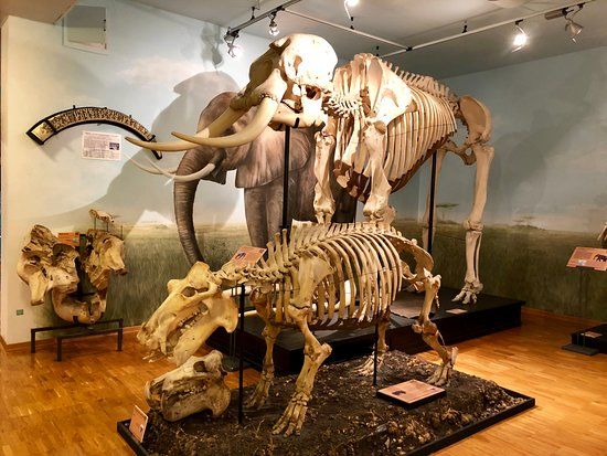 Museo Civico di Storia Naturale di Trieste