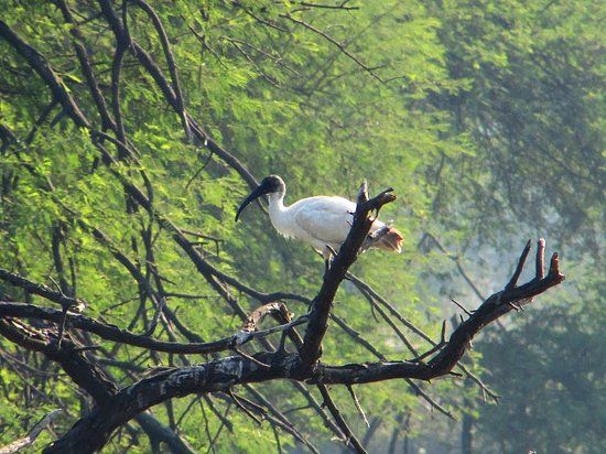 Soor Sarovar Bird Sanctuary