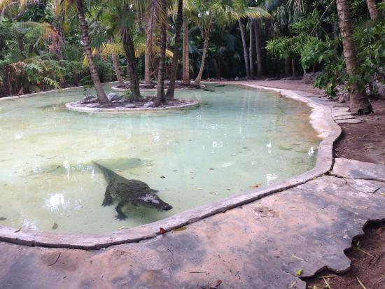 Jardim Zoológico Crococun