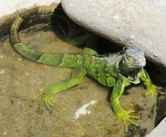 El Serpentario De La Paz