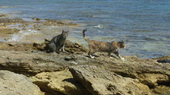 Area dell'Oasi Felina di Su Pallosu