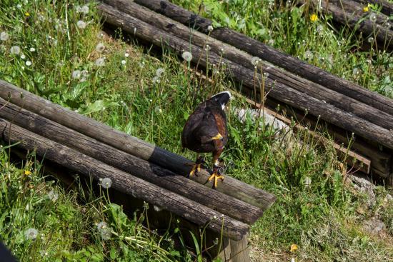 Museo Ornithologico