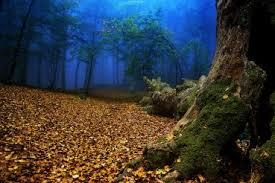 Riserva naturale Lago di Vico