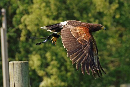 York Bird of Prey Centre