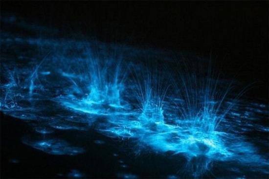 Bioluminescent Mosquito Bay