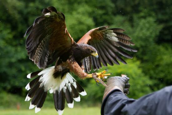 West of England Falconry
