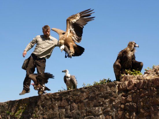 Adlerwarte Kintzheim