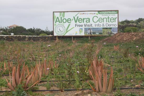 Finca Canarias Aloe Vera