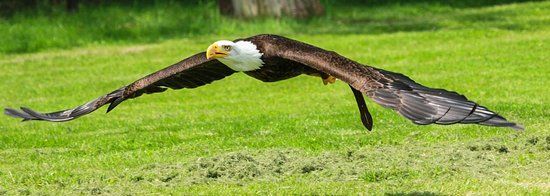 Parc animalier Le Bois des Aigles