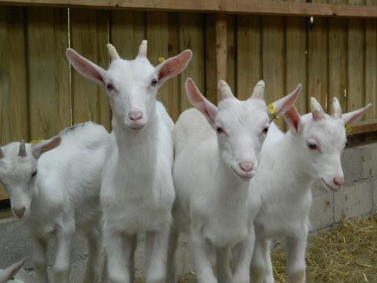 La Chevre Rit
