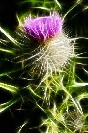 Loch Ness Gallery