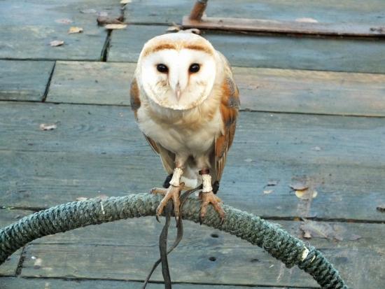 Festival Park Owl Sanctuary