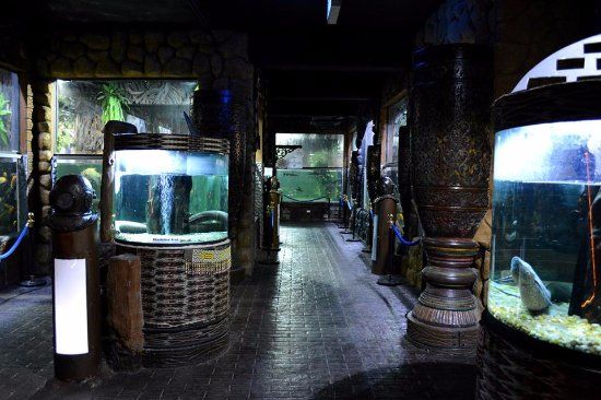 Las Farolas The Fish World