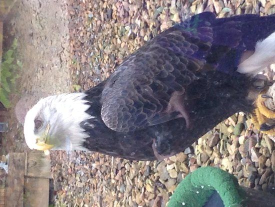 Wildlife Center of Virginia