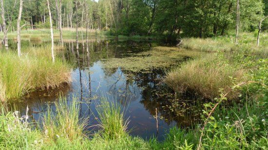 Naturschutzgebiet Königsbrücker Heide