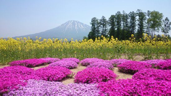 Mishima's Shibazakura Garden