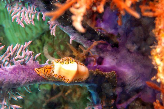 Dive Bermuda at Grotto Bay