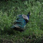 Golden Bawarchi Restaurant