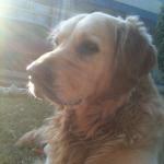 Sriranga Military Hotel Restaurant