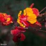 Ocean View Bar & Grill