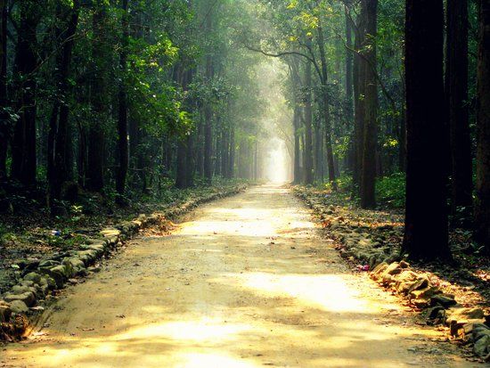 Jim Corbett National Park