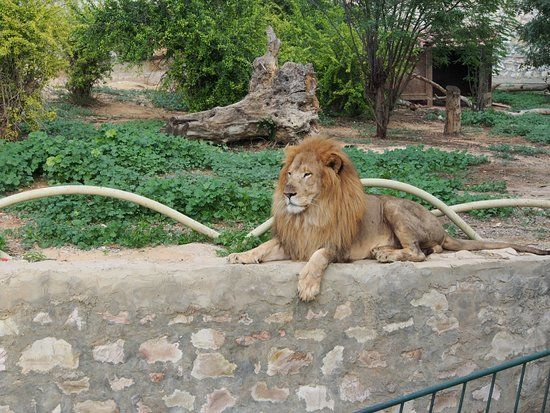 The Zoological Gardens