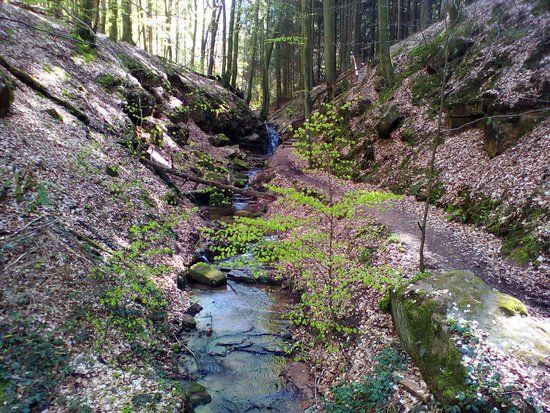 Sagenhafter Waldpfad