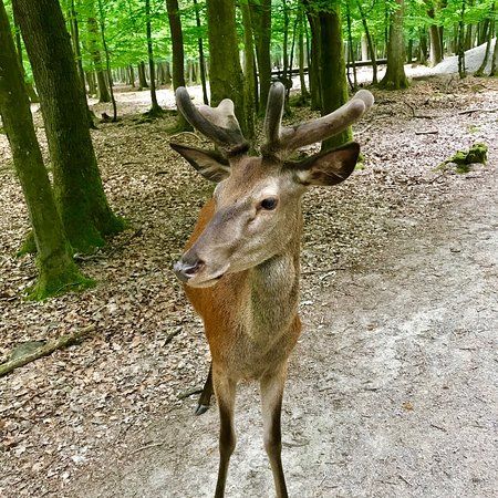 Bergwildpark