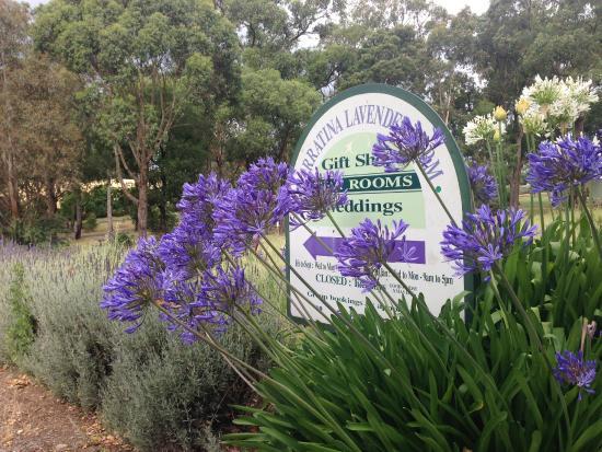 Warratina Lavender Farm