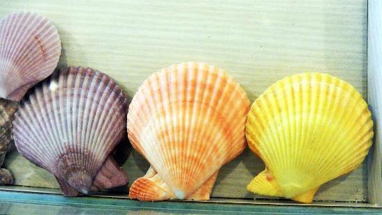 Cijin Shell Museum