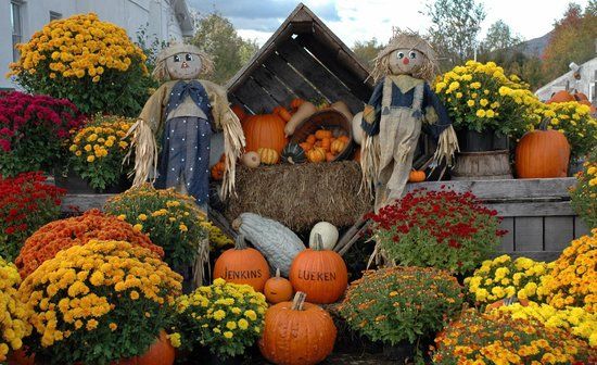 Jenkins Lueken Orchards