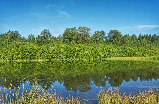 Green Timbers Urban Forest