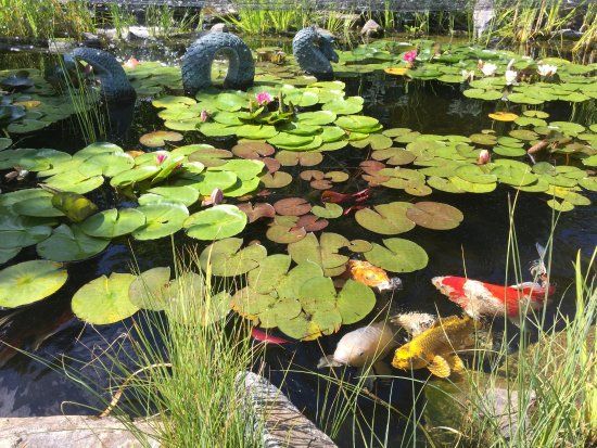 Okanagan Koi and Water Garden