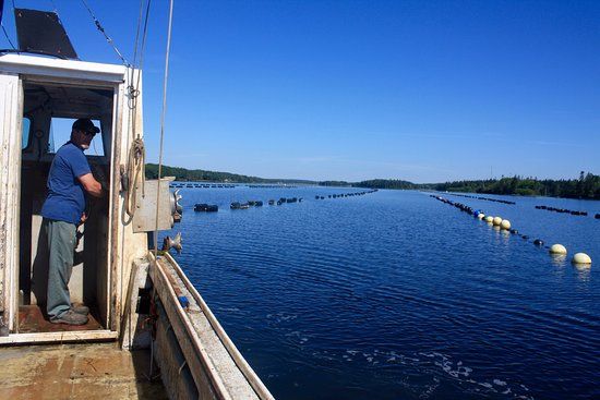 Eel Lake Oyster Farm