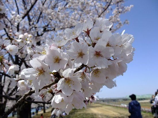 Arakawa Akabane Cherry Blossoms
