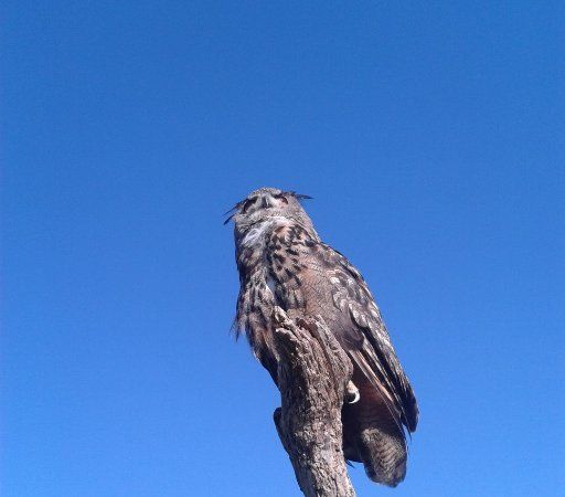 North East Falconry
