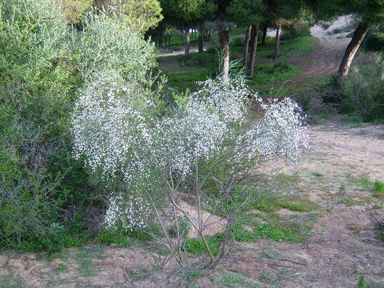 Pinar de la Dinamita