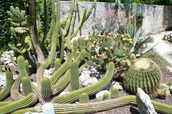 Jardin botanique La Cutura