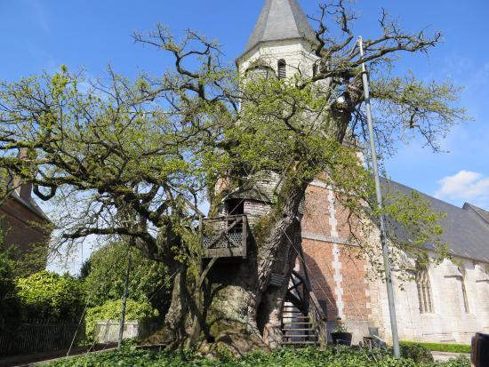 Chêne d'Allouville