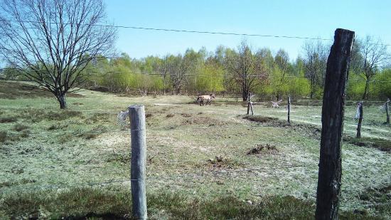 Döberitzer Heide