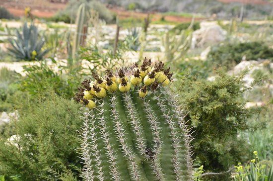 Ayia Napa Cactus Park