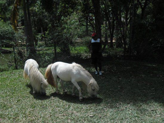 Zoo Park da Montanha