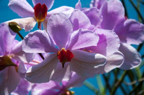 Jenny's Orchid Garden