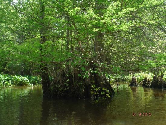 Dragon Flats Preserve