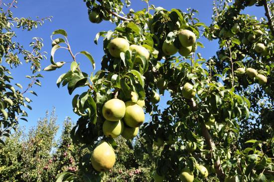 Kiyokawa Family Orchards