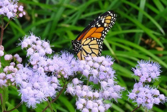 Penitentiary Glen Wildlife Center