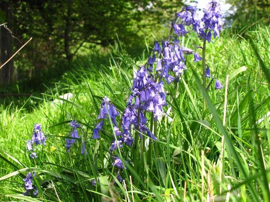 Leyburn Old Glebe Nature Reserve